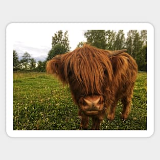 Scottish Highland Cattle Calf 2052 Sticker